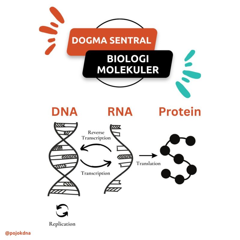 Dogma sentral dalam Biologi Molekuler